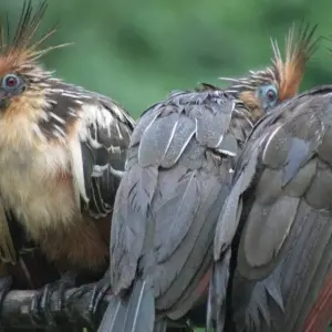 Explore Tambopata macaw clay lick 2D-1N for 2 days with CondeTravel and discover unforgettable experiences - Photo 7