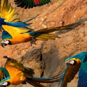 Explore Tambopata macaw clay lick 2D-1N for 2 days with CondeTravel and discover unforgettable experiences - Photo 10