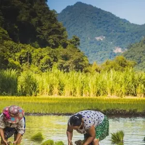 Explore Ba Be Lake & Ban Gioc Waterfall Tour 3 Days - Private Tour for 3 days with Conical Travel and discover unforgettable experiences - Photo 4