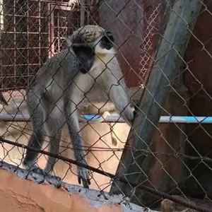 Explore Explore Cote D’Ivoire – 10 Days for 10 days with Continent Tours and discover unforgettable experiences - Photo 2