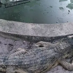 Explore Explore Cote D’Ivoire – 10 Days for 10 days with Continent Tours and discover unforgettable experiences - Photo 3