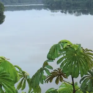 Explore Gabon: Gorillas and More, 5 Days for 5 days with Continent Tours and discover unforgettable experiences - Photo 3