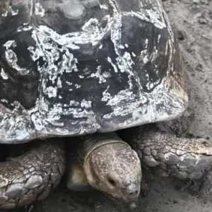 Explore Cultural & Historical Tour of Ivory Coast, 8 Days for 8 days with Continent Tours and discover unforgettable experiences - Photo 8