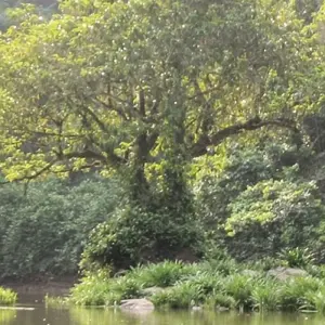 Explore Gabon: Gorillas and More, 5 Days for 5 days with Continent Tours and discover unforgettable experiences - Photo 7