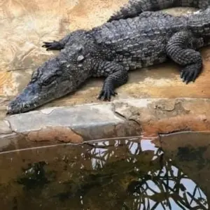 Explore Cultural & Historical Tour of Ivory Coast, 8 Days for 8 days with Continent Tours and discover unforgettable experiences - Photo 9