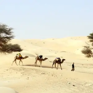 Explore Explore Mauritania – 8 days for 8 days with Continent Tours and discover unforgettable experiences - Photo 8