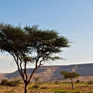 Explore Explore Mauritania – 8 days for 8 days with Continent Tours and discover unforgettable experiences - Photo 10
