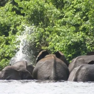 Explore Gabon: Gorillas and More, 5 Days for 5 days with Continent Tours and discover unforgettable experiences - Photo 11