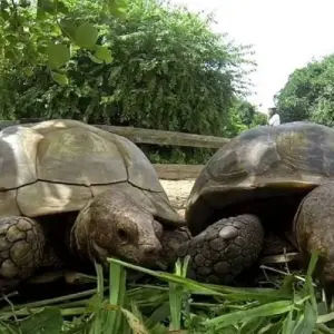 Explore Keur Moussa, Kayar, Tortoise Village, Pink Lake, 1 Day for 1 days with Continent Tours and discover unforgettable experiences - Photo 2