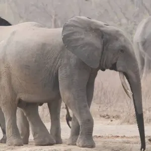 Explore The Best of Ghana - 12 Days for 12 days with Continent Tours and discover unforgettable experiences - Photo 6