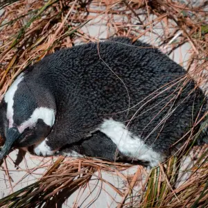 Explore Cultural Tour of Ghana & South Africa, 12 Days for 12 days with Continent Tours and discover unforgettable experiences - Photo 7