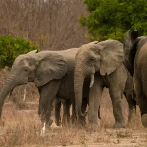 Explore The Best of Ghana - 12 Days for 12 days with Continent Tours and discover unforgettable experiences - Photo 9