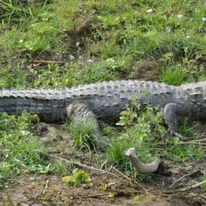 Explore Bardia National Park Tour for 5 days with Corporate Adventure Treks Pvt. Ltd. and discover unforgettable experiences - Photo 2