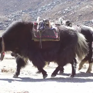 Explore Everest Base Camp Trek (14 destinations) for 14 days with Corporate Adventure Treks Pvt. Ltd. and discover unforgettable experiences - Photo 2