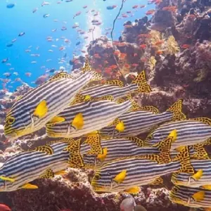 Explore Maldives Adventure of Your Life! for 8 days with Corallium Tours and discover unforgettable experiences - Photo 4