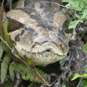 Explore Bardia National Park Tour for 5 days with Corporate Adventure Treks Pvt. Ltd. and discover unforgettable experiences - Photo 3