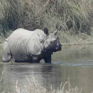 Explore Bardia National Park Tour for 5 days with Corporate Adventure Treks Pvt. Ltd. and discover unforgettable experiences - Photo 5