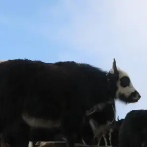 Explore Mardi Himal Trek for 10 days with Corporate Adventure Treks Pvt. Ltd. and discover unforgettable experiences - Photo 3