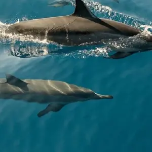 Explore Maldives Adventure of Your Life! for 8 days with Corallium Tours and discover unforgettable experiences - Photo 7