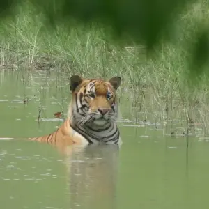 Explore Bardia National Park Tour for 5 days with Corporate Adventure Treks Pvt. Ltd. and discover unforgettable experiences - Photo 7