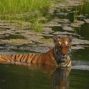 Explore Bardia National Park Tour for 5 days with Corporate Adventure Treks Pvt. Ltd. and discover unforgettable experiences - Photo 8