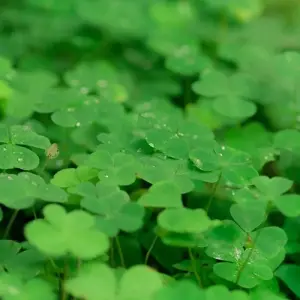 Explore St Patrick's Day (Start Dublin) for 4 days with Contiki and discover unforgettable experiences - Photo 4