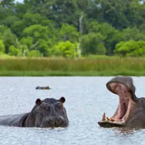 Explore Okavango Delta and Deserts Reunion 35 to 45 (Only Available To Contiki Past Travellers, Reunion) for 11 days with Contiki and discover unforgettable experiences - Photo 4