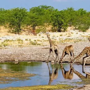 Explore Okavango Delta and Deserts Reunion 35 to 45 (Only Available To Contiki Past Travellers, Reunion) for 11 days with Contiki and discover unforgettable experiences - Photo 6