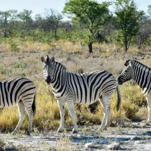 Explore Okavango Delta and Deserts Reunion 35 to 45 (Only Available To Contiki Past Travellers, Reunion) for 11 days with Contiki and discover unforgettable experiences - Photo 10