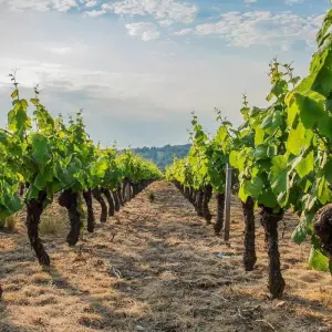 Explore Food and Wine in a French Chateau for 4 days with Contiki and discover unforgettable experiences - Photo 4