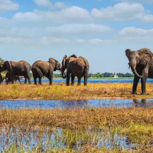 Explore Victoria Falls and Botswana Reunion 35 to 45 (Only Available To Contiki Past Travellers, Reunion) for 9 days with Contiki and discover unforgettable experiences - Photo 5