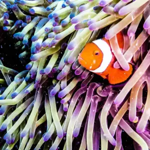 Explore Great Barrier Reef Explorer (Dive To Adventure) for 3 days with Contiki and discover unforgettable experiences - Photo 3