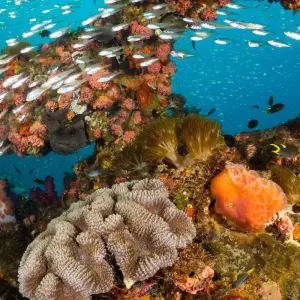 Explore Great Barrier Reef Explorer (Snorkel To Adventure) for 3 days with Contiki and discover unforgettable experiences - Photo 2