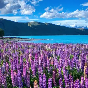 Explore New Zealand: Sweet As South (Westbound) for 9 days with Contiki and discover unforgettable experiences - Photo 6