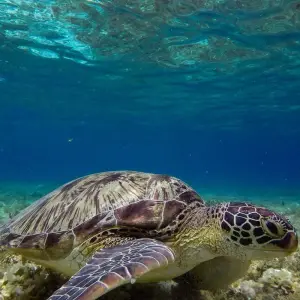 Explore Philippines Island Hopping East for 10 days with Contiki and discover unforgettable experiences - Photo 5