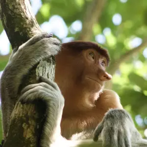 Explore Borneo Adventure for 9 days with Contiki and discover unforgettable experiences - Photo 4