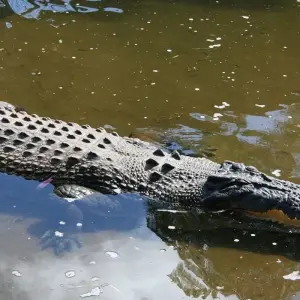 Explore Australia: North Queensland Adventure for 9 days with Contiki and discover unforgettable experiences - Photo 4