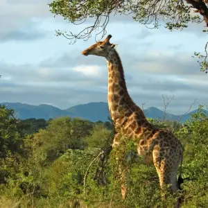 Explore Kruger Safari with Eswatini (Start Johannesburg (until 22 December 2025)) for 7 days with Contiki and discover unforgettable experiences - Photo 4