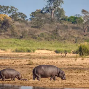 Explore Kruger Safari with Eswatini (Start Johannesburg (until 22 December 2025)) for 7 days with Contiki and discover unforgettable experiences - Photo 5