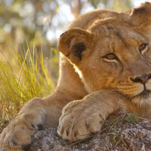 Explore Kruger Safari with Eswatini (Start Johannesburg (until 22 December 2025)) for 7 days with Contiki and discover unforgettable experiences - Photo 8