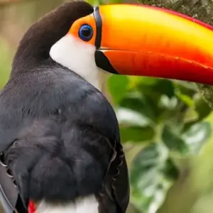 Explore The Best of Brazil & Argentina with Brazil's Amazon for 13 days with Cosmos and discover unforgettable experiences - Photo 10