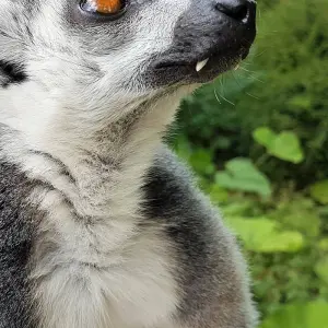 Explore Mysteries of the Inca Empire with Peru's Amazon for 15 days with Cosmos and discover unforgettable experiences - Photo 8