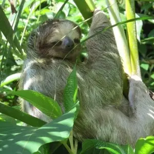 Explore Costa Rica Adventure for 7 days with Costsaver and discover unforgettable experiences - Photo 9