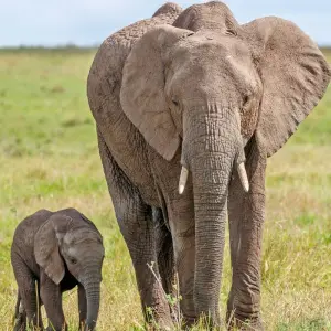 Explore On Safari in Kenya with Nairobi for 11 days with Cosmos and discover unforgettable experiences - Photo 3