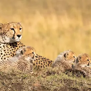 Explore On Safari in Kenya with Nairobi for 11 days with Cosmos and discover unforgettable experiences - Photo 4