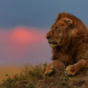 Explore On Safari in Kenya with Nairobi for 11 days with Cosmos and discover unforgettable experiences - Photo 6