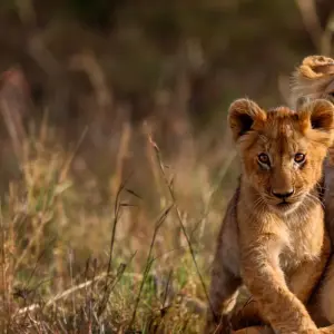 Explore On Safari in Kenya with Nairobi for 11 days with Cosmos and discover unforgettable experiences - Photo 8