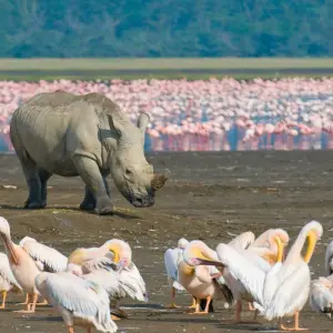 Explore On Safari in Kenya with Nairobi for 11 days with Cosmos and discover unforgettable experiences - Photo 9