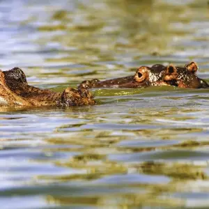 Explore On Safari in Kenya with Nairobi for 11 days with Cosmos and discover unforgettable experiences - Photo 11