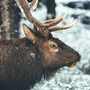 Explore Wonders of the Canadian Rockies for 10 days with Costsaver and discover unforgettable experiences - Photo 5